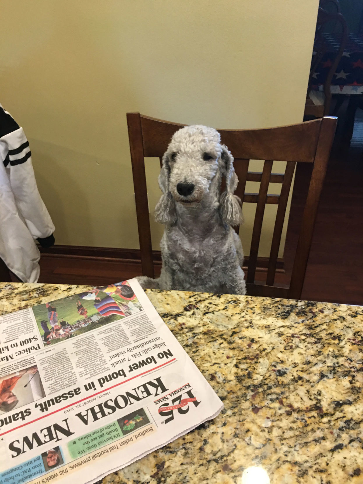 dog with paper